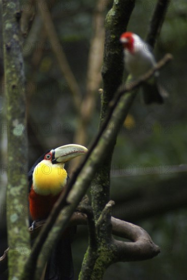 Bird, Toucan-beak-green, Cardinal, OiseauxFoz, Foz Iguaçu, Brazil