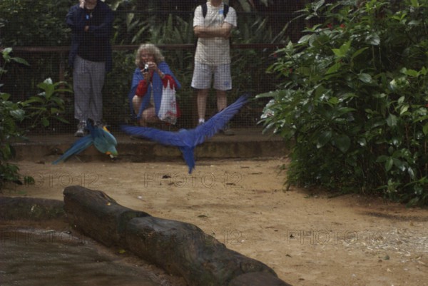 Bird, Macaw-blue, OiseauxFoz, Foz Iguaçu, Brazil