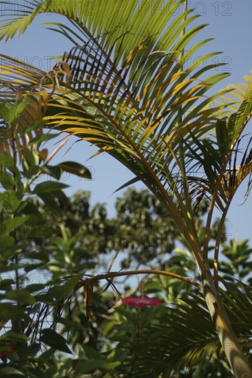 Nature, flowers, Bread Sugar, City, Rio de Janeiro, Brazil