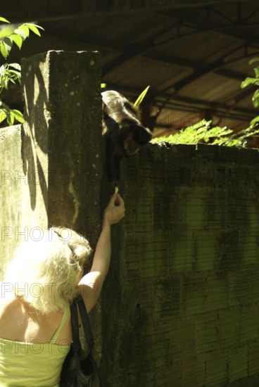People, woman, Animal, Monkey-nail, Forest Tijuca, Cristo Redentor, Rio de Janeiro, Brazil