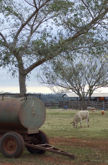 Sheep, Cattle, Cabeceira do Prata Farm, Rio da Prata, Bonito, Mato Grosso do Sul, Brazil