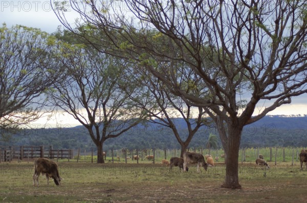 Cattle, Cabeceira do Prata Farm, Rio da Prata, Bonito, Mato Grosso do Sul, Brazil