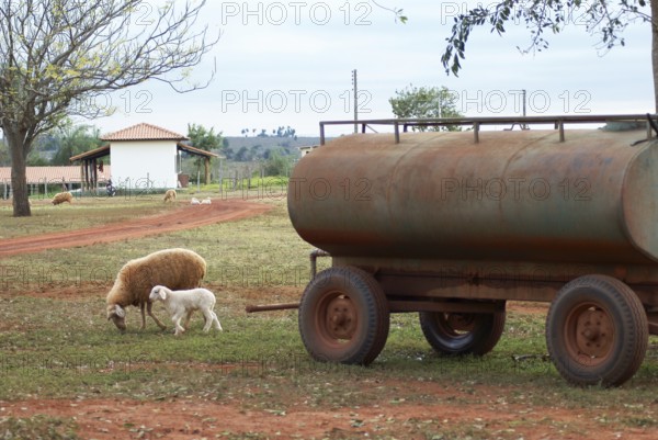 Sheep, Cabeceira do Prata Farm, Rio da Prata, Bonito, Mato Grosso do Sul, Brazil