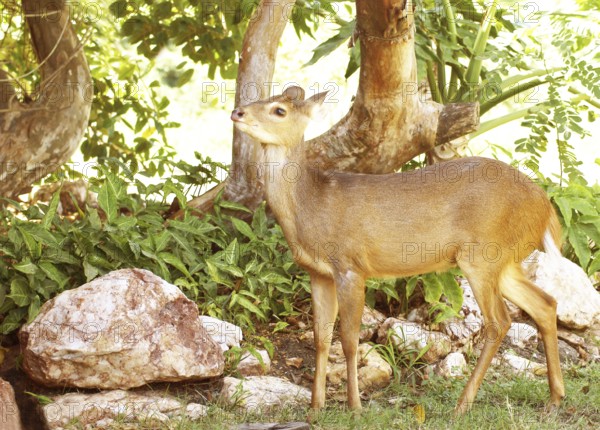 Deer of the Swampland, Nestling, Pantanal, Mato Grosso do Sul, Brazil ATENÇÃO: NÃO PODEMOS REPRESENTAR ESSA IMAGEM FORA DA AMERICA LATINA