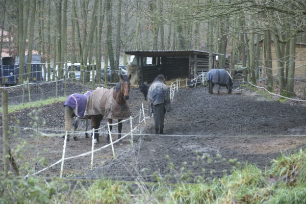 Animals, Horses, Boissy sous Saint Yon, Essonne (91), France