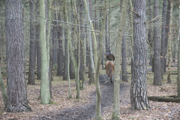 Park, Horse, Boissy sous Saint Yon, Essonne (91), France