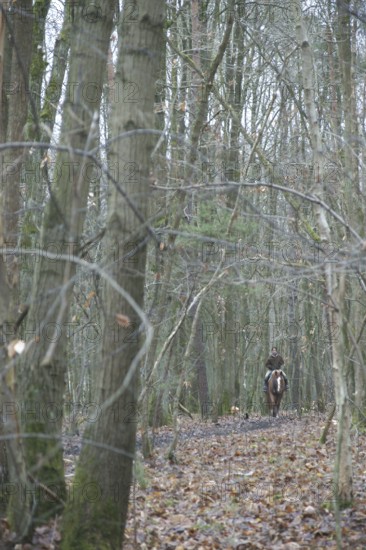 Park, Horse, Boissy sous Saint Yon, Essonne (91), France