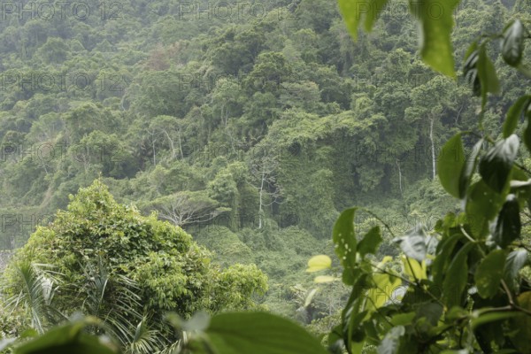 Forest, Nature, Ilha Grande, Rio de Janeiro, Brazil