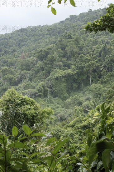 Forest, Nature, Ilha Grande, Rio de Janeiro, Brazil