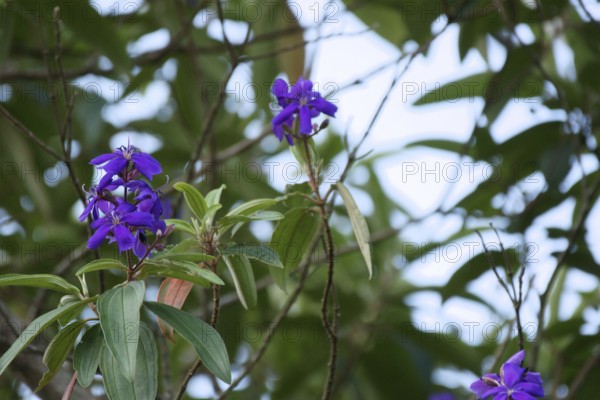 Flower, Ilha Grande, Rio de Janeiro, Brazil