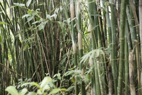 Bamboo, Nature, Ilha Grande, Rio de Janeiro, Brazil