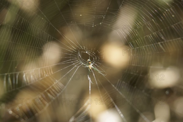 Spider's web, Ilha Grande, Rio de Janeiro, Brazil