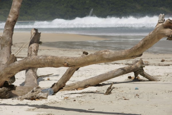 Trunk, Nature, Ilha Grande, Rio de Janeiro, Brazil