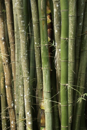 Bamboo, Nature, Ilha Grande, Rio de Janeiro, Brazil