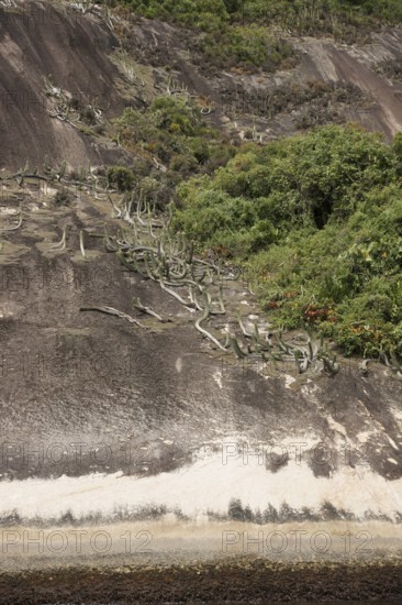 Stone, Plant, Ilha Grande, Rio de Janeiro, Brazil