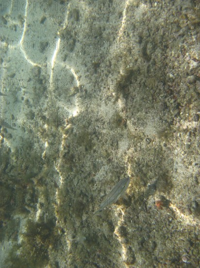 Underwater pictures, Pisces, Ilha Grande, Rio de Janeiro, Brazil