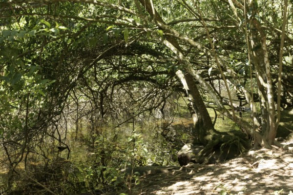 Nature, Lake, Ilha Grande, Rio de Janeiro, Brazil