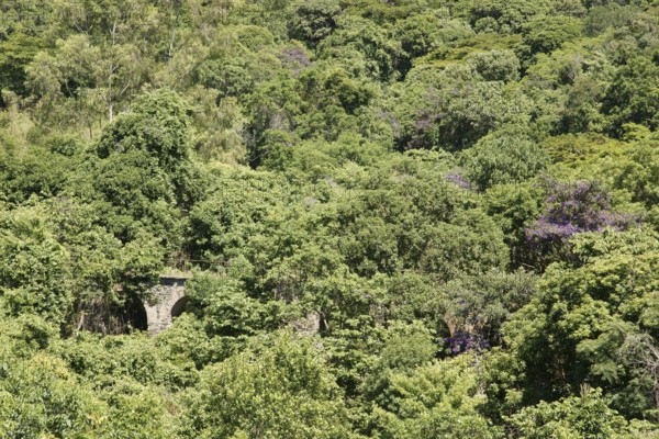 Forest, Nature, Ilha Grande, Rio de Janeiro, Brazil
