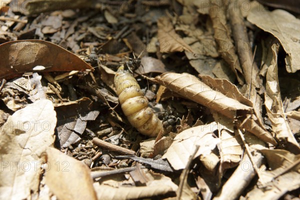 Caterpillar, Leaves, Ilha Grande, Rio de Janeiro, Brazil