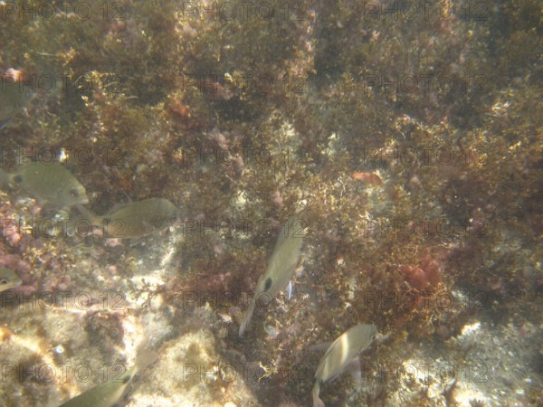 Underwater pictures, Pisces, Ilha Grande, Rio de Janeiro, Brazil