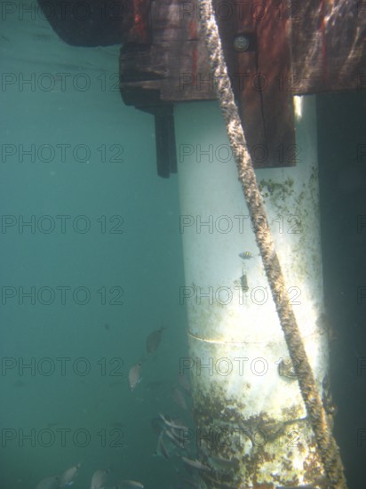 Underwater pictures, Shipwreck, Ilha Grande, Rio de Janeiro, Brazil