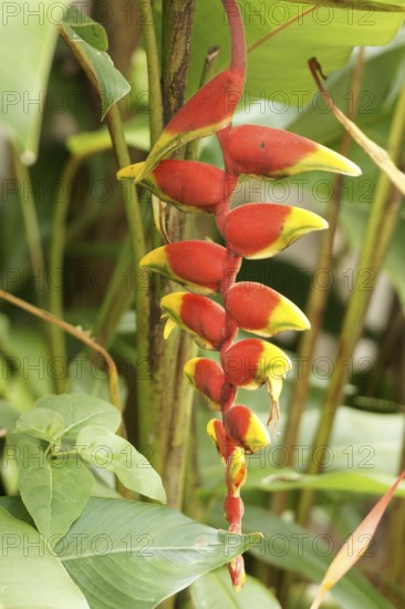 Flower, Heliconia rostrata, North Coast, Camburi, São Paulo, Brazil