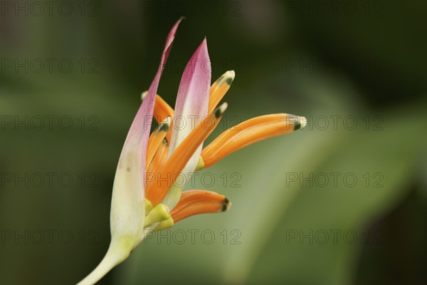 Flower, Heliconia rostrata, North Coast, Camburi, São Paulo, Brazil
