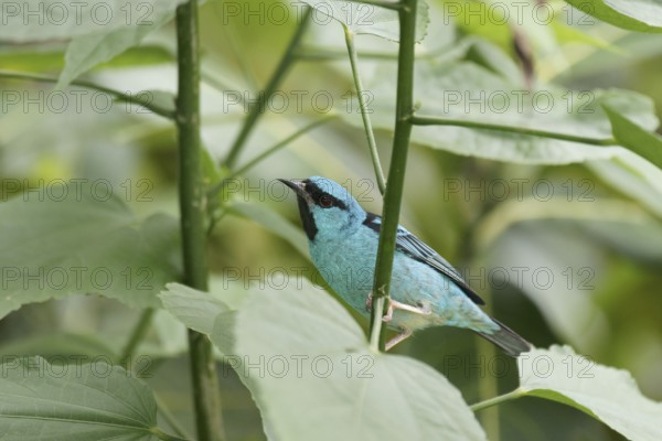 Bird, Male Leave-blue, North Coast, Camburi, São Paulo, Brazil