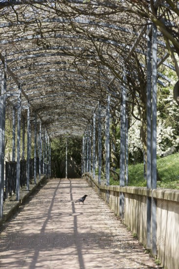 Park, Crow, Parc des Glacières, Bolougne-Billancourt, Hauts-de-Seine (92), Ile de France, France