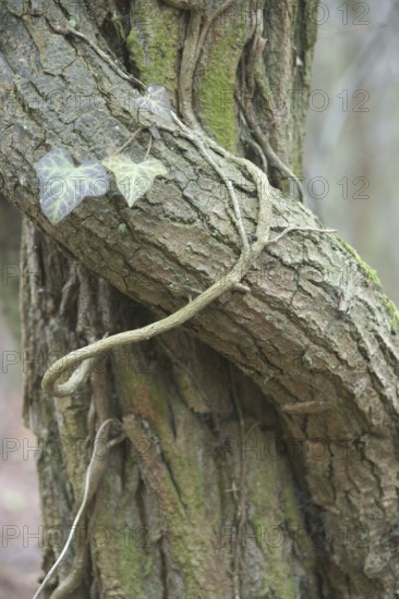 Tree, Trunk, Boissy sous Saint Yon, Essonne (91), France