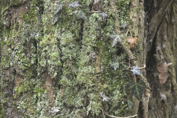 Tree, Trunk, Boissy sous Saint Yon, Essonne (91), France