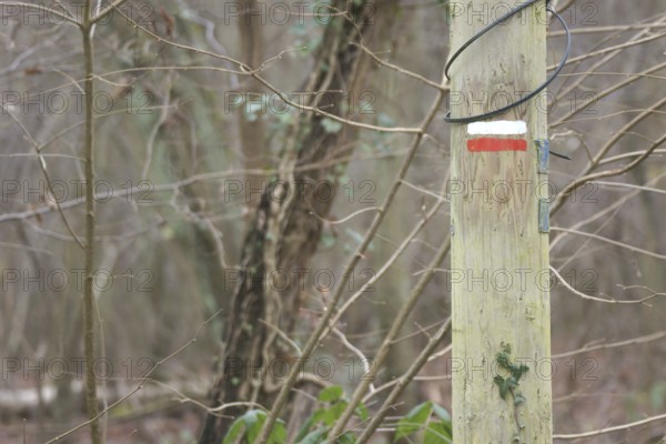 Trunk, Boissy sous Saint Yon, Essonne (91), France