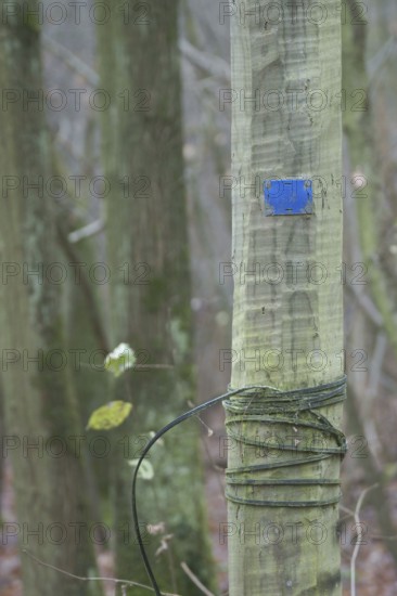 Trunk, Boissy sous Saint Yon, Essonne (91), France