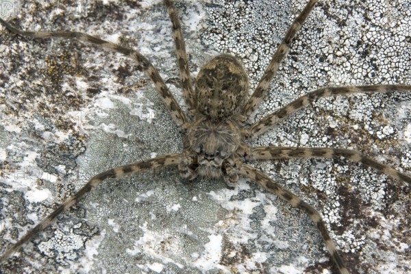 Spider, Nature, Serra do Mar State park, Núcleo Santa Virgínia, São Paulo, Brazil