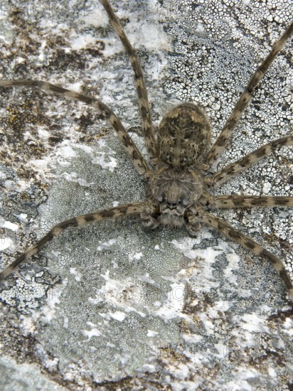 Spider, Nature, Serra do Mar State park, Núcleo Santa Virgínia, São Paulo, Brazil