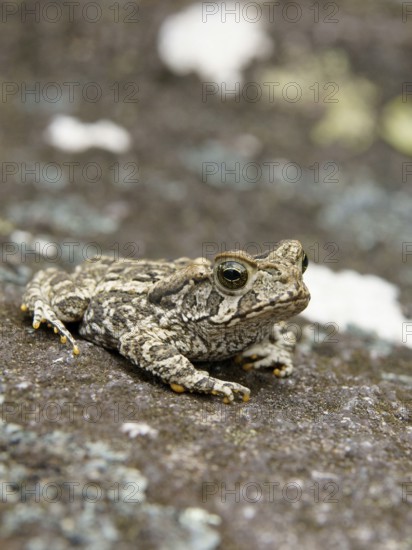 Toad, Nature, Serra do Mar State park, Núcleo Santa Virgínia, São Paulo, Brazil