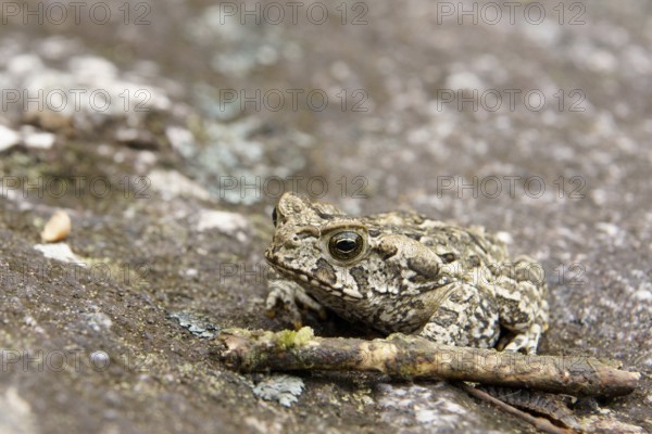 Toad, Nature, Serra do Mar State park, Núcleo Santa Virgínia, São Paulo, Brazil