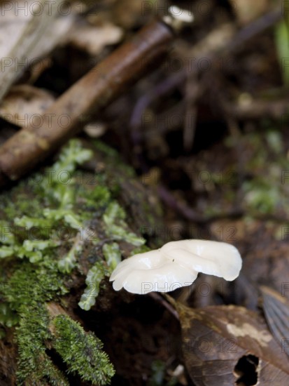 Mushrooms, Serra do Mar State park, Núcleo Santa Virgínia, São Paulo, Brazil