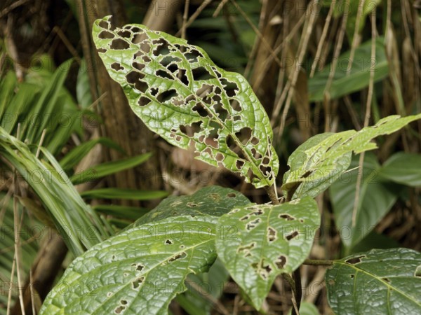 Forest, Nature, Serra do Mar State park, Núcleo Santa Virgínia, São Paulo, Brazil