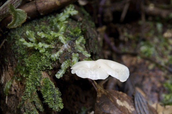 Mushrooms, Serra do Mar State park, Núcleo Santa Virgínia, São Paulo, Brazil