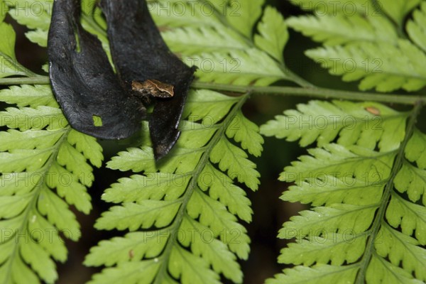 Forest, Toad, Serra do Mar State park, Núcleo Santa Virgínia, São Paulo, Brazil