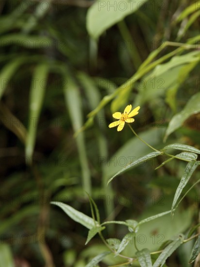 Forest, Flower, Serra do Mar State park, Núcleo Santa Virgínia, São Paulo, Brazil
