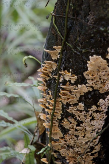 Forest, Nature, Serra do Mar State park, Núcleo Santa Virgínia, São Paulo, Brazil