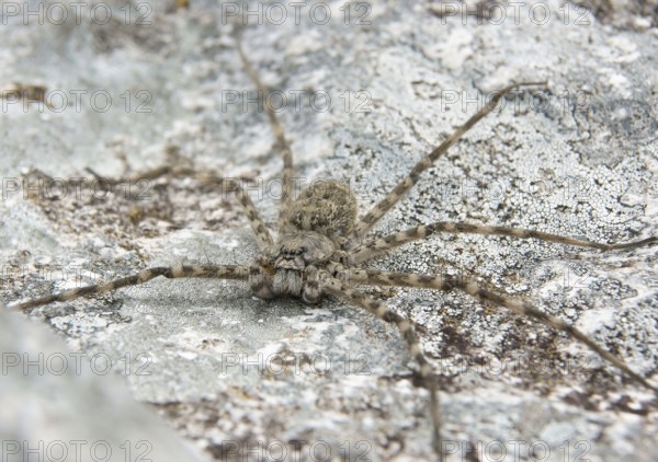 Spider, Nature, Serra do Mar State park, Núcleo Santa Virgínia, São Paulo, Brazil