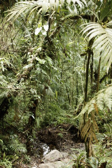 Forest, Nature, Serra do Mar State park, Núcleo Santa Virgínia, São Paulo, Brazil