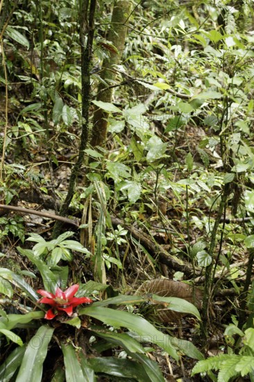 Plant, Bromélia, Serra do Mar State park, Núcleo Santa Virgínia, São Paulo, Brazil