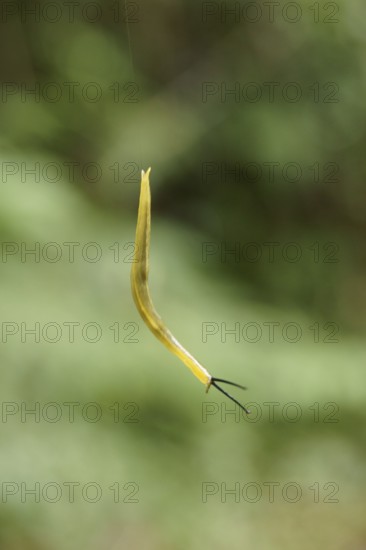 Snail, Serra do Mar State park, Núcleo Santa Virgínia, São Paulo, Brazil