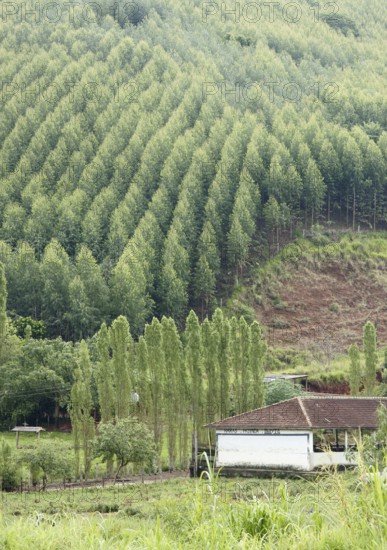 Plantation of Eucalyptuses, Next São Luís do Paraitinga, São Paulo, Brazil