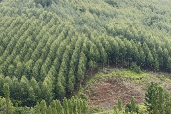 Plantation of Eucalyptuses, Next São Luís do Paraitinga, São Paulo, Brazil