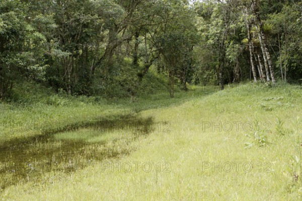 Forest, Nature, Serra do Mar State park, Núcleo Santa Virgínia, São Paulo, Brazil